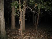 Chicago Ghost Hunters Group investigates Robinson Woods (209).JPG